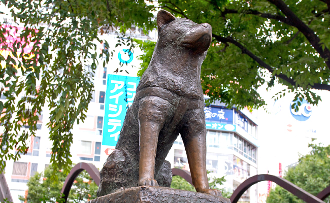 ハチ公と忠犬ハチ公像 展 開催中 平和の象徴 忠犬ハチ公像 建立から70年目 渋谷文化プロジェクト