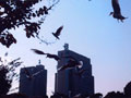 川本史織 写真展「鳥」〜The Birds〜