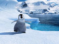 ハッピーフィート　Happy Feet
