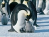 皇帝ペンギン