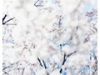 鈴木理策:熊野、雪、桜