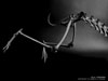 湯沢英治　写真展　BONES 動物の骨格と機能美