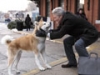 HACHI 約束の犬